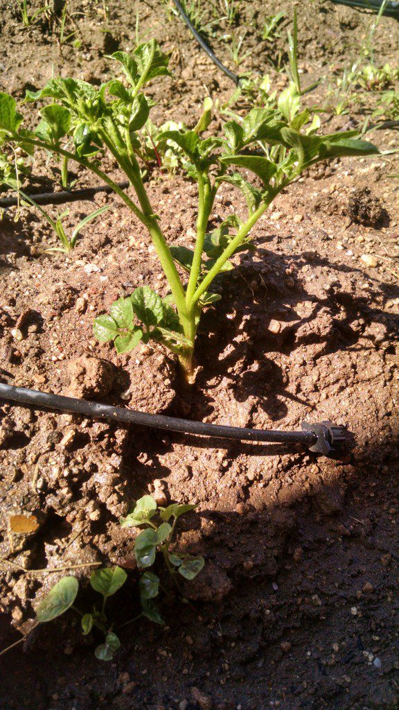 a plant sprouting in a garden