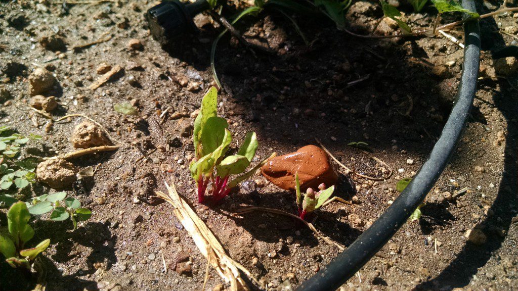 using a tool, the author clears weeds from his garden