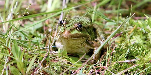 a green frog well hidden behind blades of grass