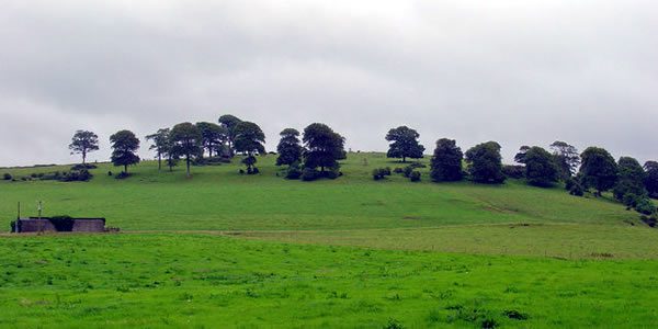 a grassy hill with trees lining its summit