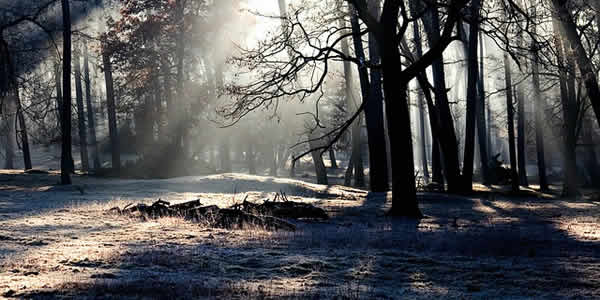 the morning light shining through the branches of trees in a forest