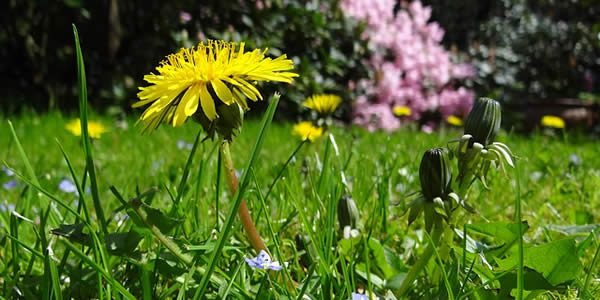 a dandelion in a field of grass