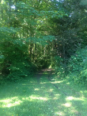 a path leading into the woods