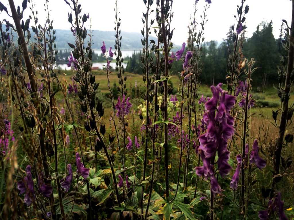 a photorgaph taken through strands of a purple flower looking across a field