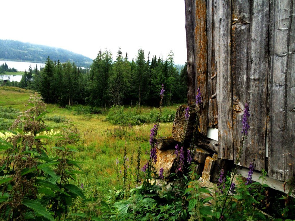 a field before a forested area with a lake in the distance; lavender grows in the foreground