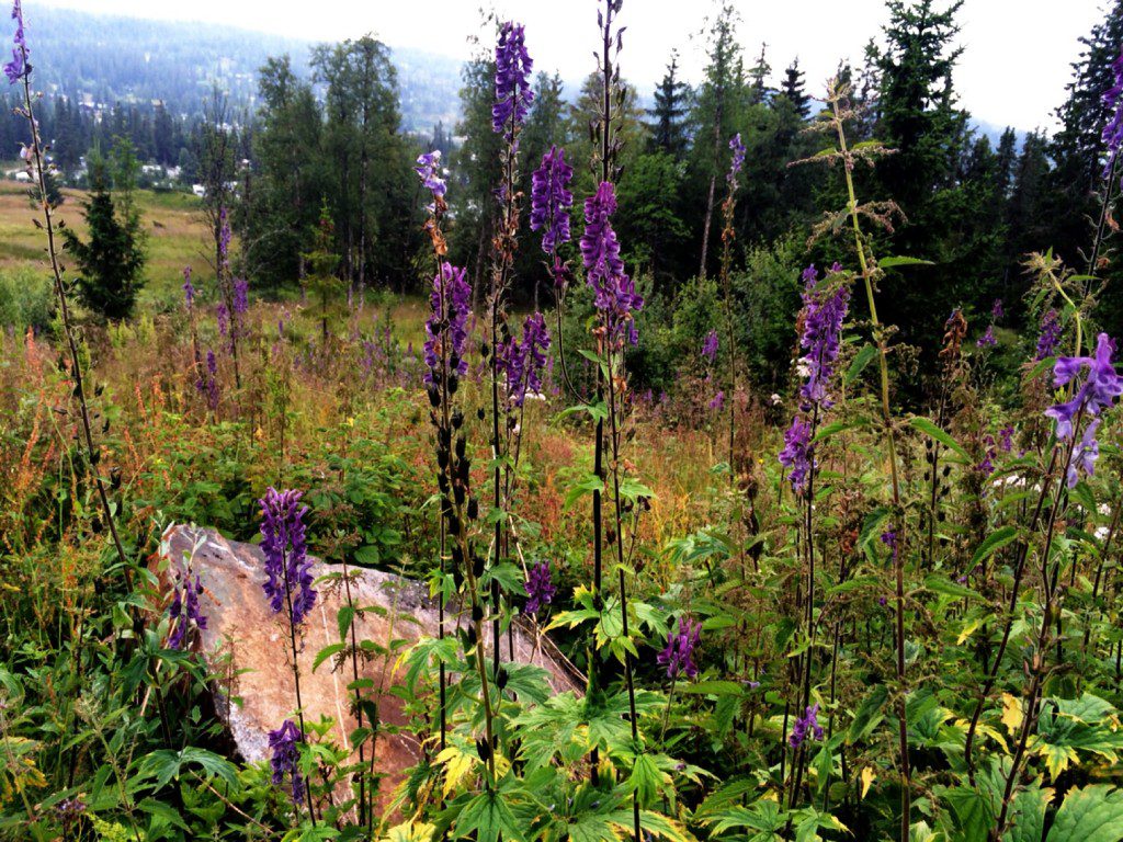 photograph of purple flowers 