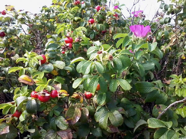Wild roses and rose hips in the late summer / Photo by M. Daimler