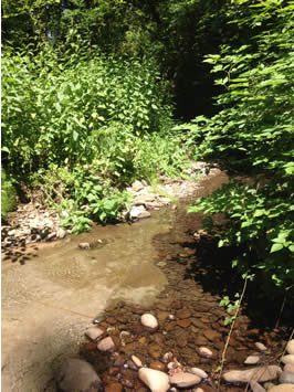 a path and small creek in the wild
