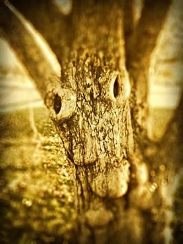 a tree with the appearance of a face in its bark