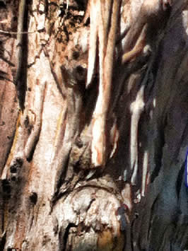 a tree with the image of a face in its bark