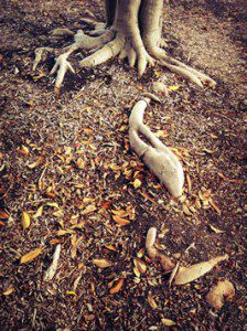 the roots of a tree