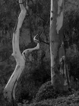 a black-and-white photo of bare trees