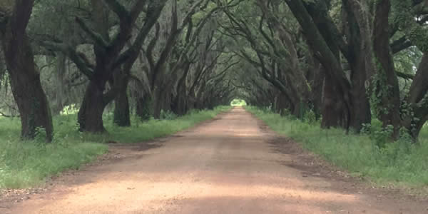 trees lining a dirt road