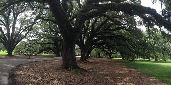 a sprawling tree growing between houses