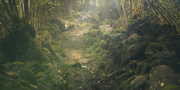 a path in a forest lit by the sun