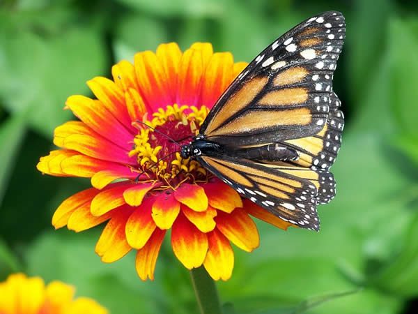 a monarch butterfly lands on a flower