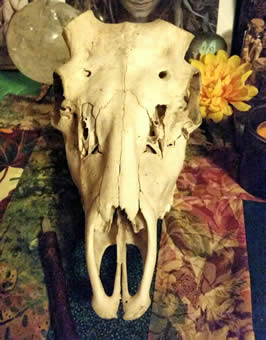 an unadorned skull