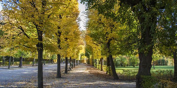 a tree lined street; the leaves on the trees have changed from green to yellow
