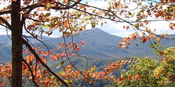 a photograph through autumn leaves of the great smoky mountains