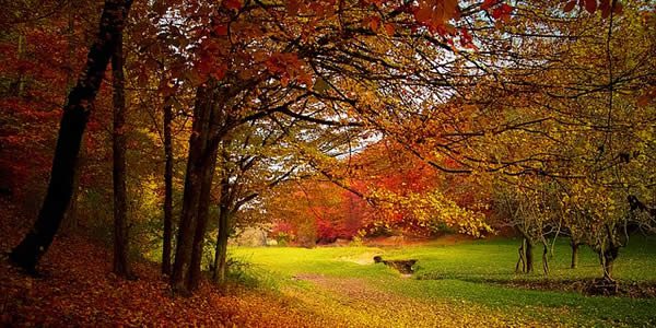 a park bench under trees with autumn leaves