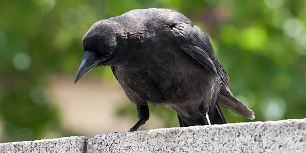 a blackbird perched on a wall