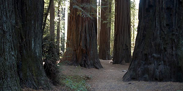a grove of redwoods in california, USA