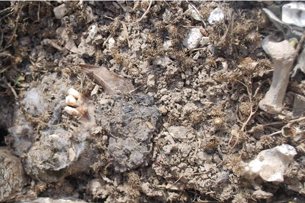 a close-up shot of muddy earth mixed with bits of bone and teeth