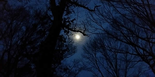 A full -- or nearly full -- moon pictured behind both tree limbs and clouds