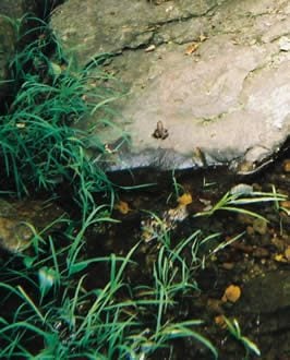 a small frog or toad on a rock at night