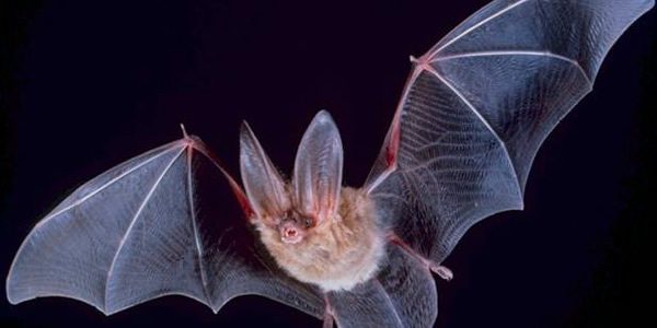 a photograph of a bat in flight