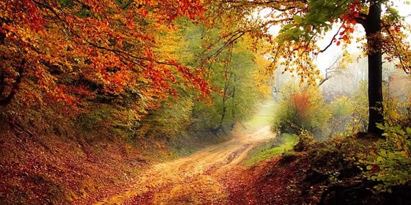 a forest path surrounded by trees with autumn colored leaves