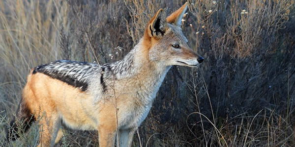 a photograph of a jackal
