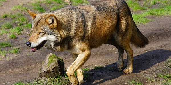 a photograph of a wolf