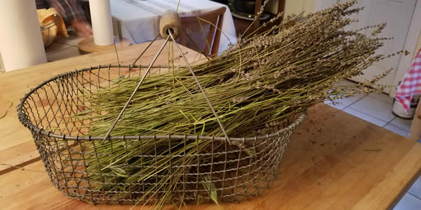 a basket of lavender