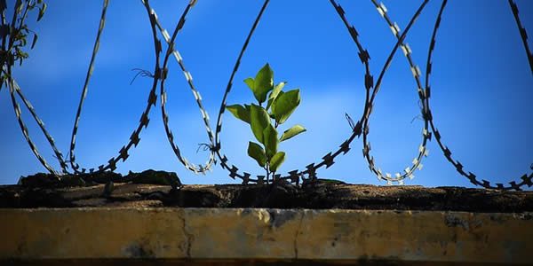 a sprouting plant surrounded by barbed wire