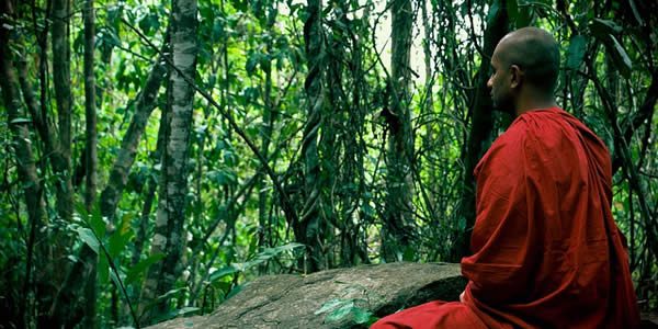 a monk in orange robes meditating in a bamboo grove