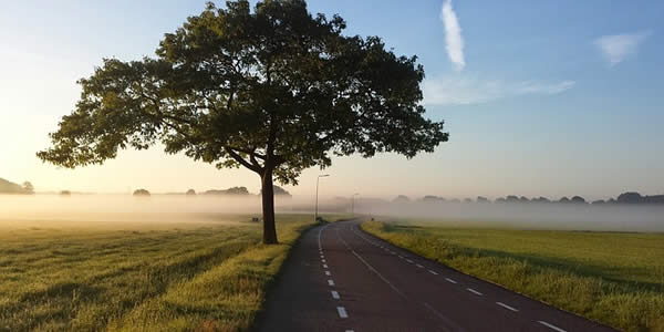 a treet next to a road extending into the distance