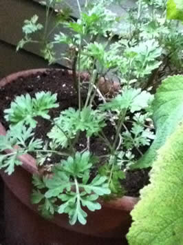 a green herb growing in a pot