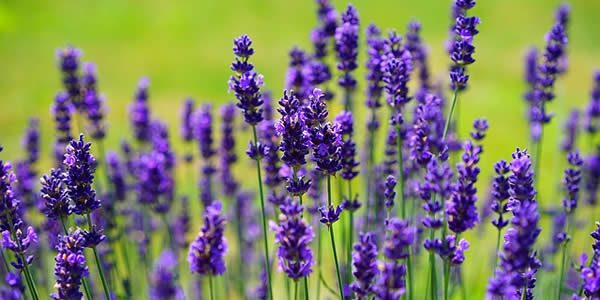 lavendar flowers