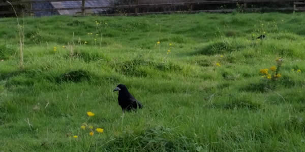 a crow or other black bird in a field of grass