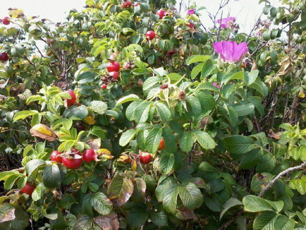 a rose bush showing its fruit--the rose hips--which are berries of perhaps golf-ball size