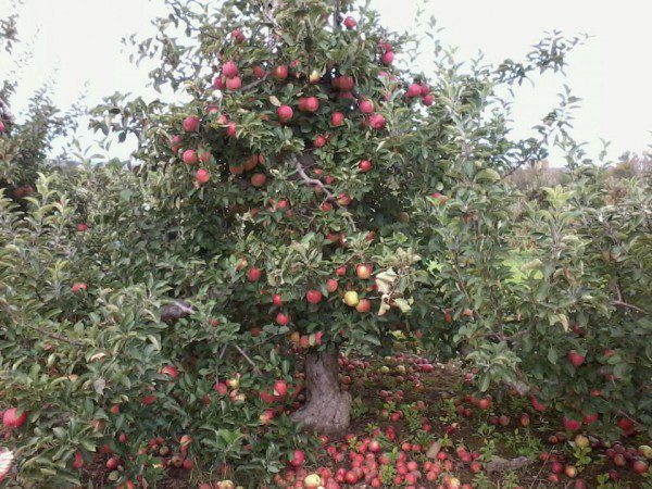 an apple tree with both apples on the tree and on the ground