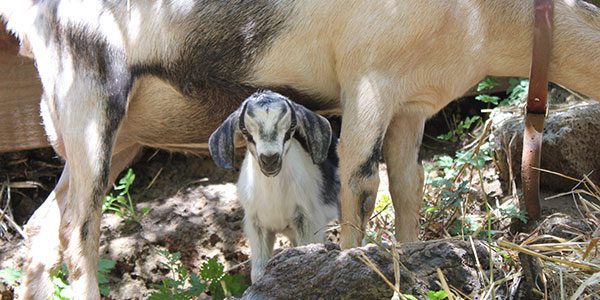 a baby goat standing beneath the sheltering form of his mother