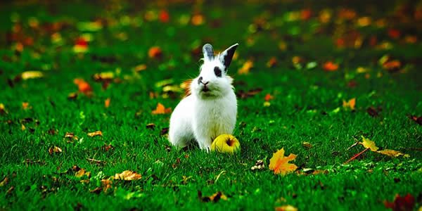 a white rabbit photographed next to a green apple in the grass surrounded by a smattering of autumn leaves