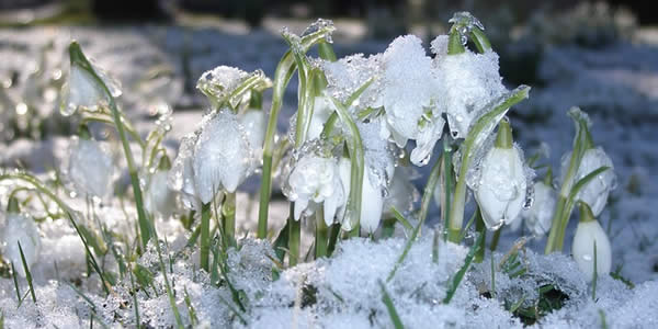 flowers sprouting through thawing snow