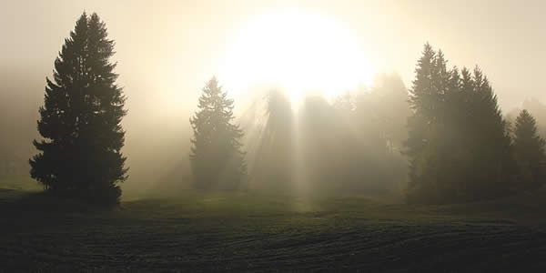 a photograph of a field at dawn with trees in the distance. the sunlight is filtered through the early morning fog