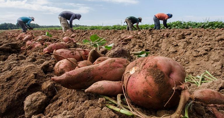 Unhealthy understandings of where our food comes from. Migrant workers, in distance, delicately lift and separate the greens from large sweet potatoes, at Kirby Farms in Mechanicsville, VA on Friday, Sept. 20, 2013.