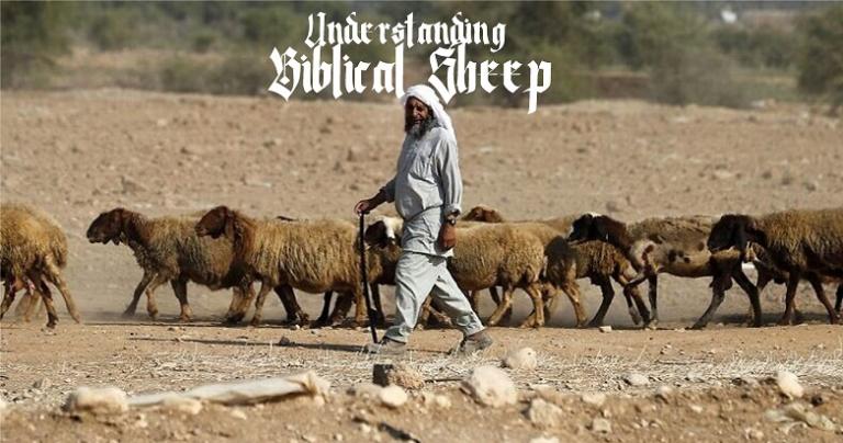 Understanding Biblical Sheep