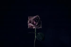 Photo by Sharon McCutcheon on Unsplash