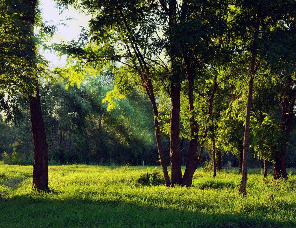 Photo by Bill White of Pexels: a forest with a grassy field. 